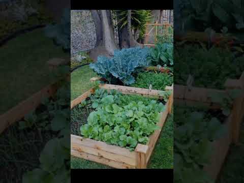 Ultimate DIY Kitchen Garden Ideas for Your Home – Modern Inspiration ...